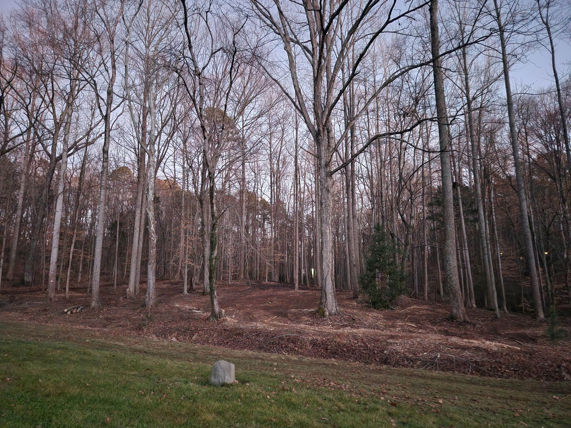 A forest with trees without leaves and a grave in the foreground.