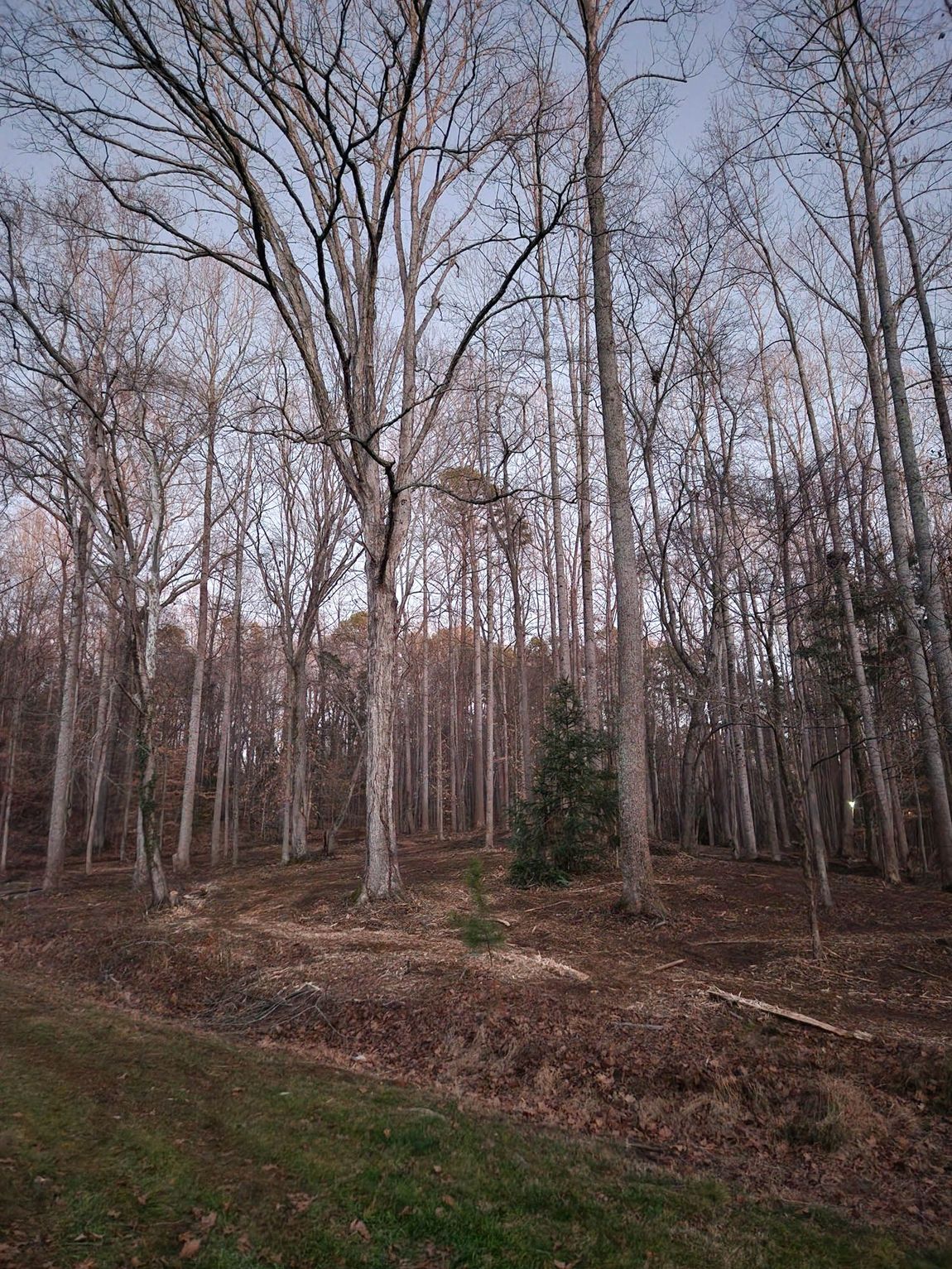 There is a christmas tree in the middle of the forest.