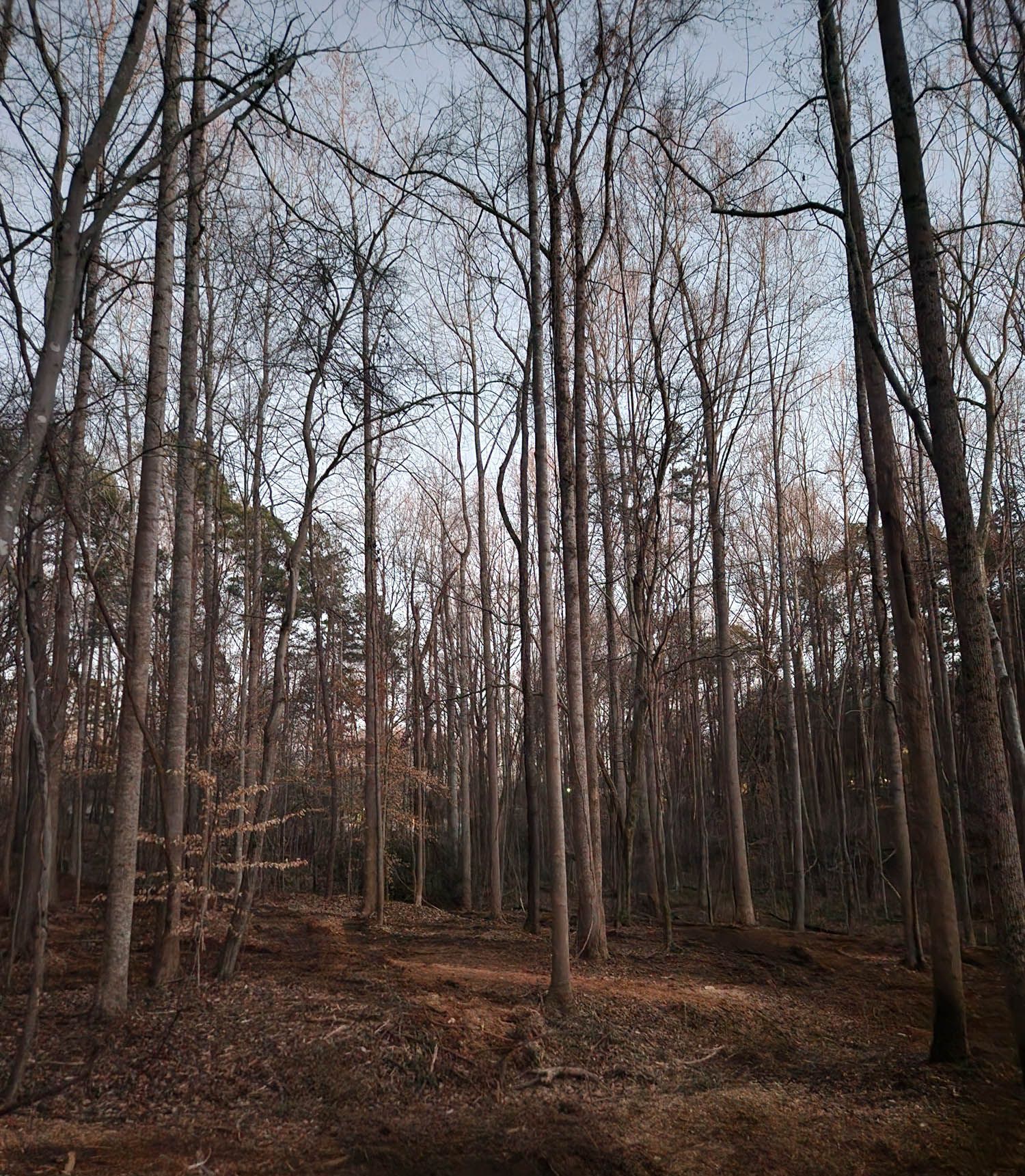 A forest with trees without leaves on a sunny day