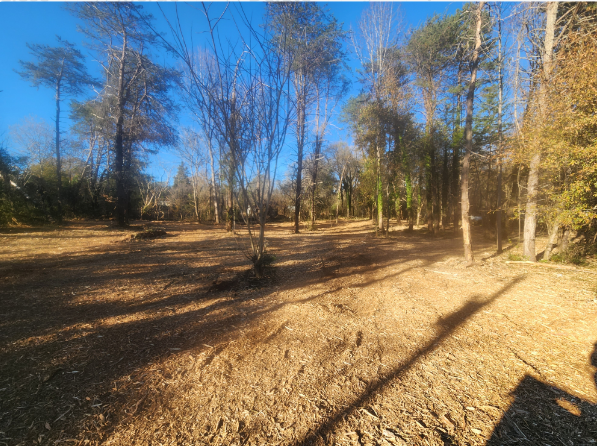 A forest with trees without leaves on a sunny day