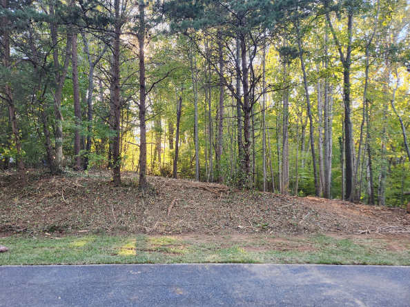 A forest with trees without leaves on a sunny day