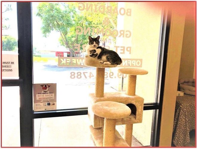 Animal Hospital Rancho Cucamonga, CA Baseline Animal Hospital