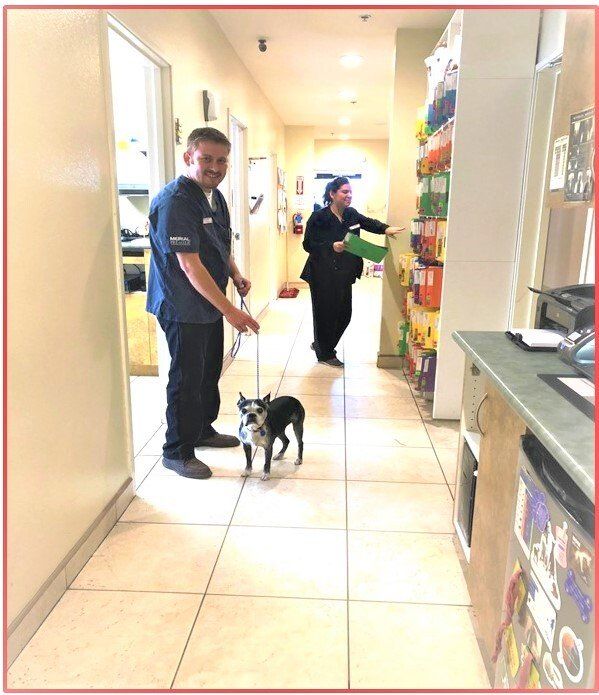 Animal Hospital Rancho Cucamonga, CA Baseline Animal Hospital