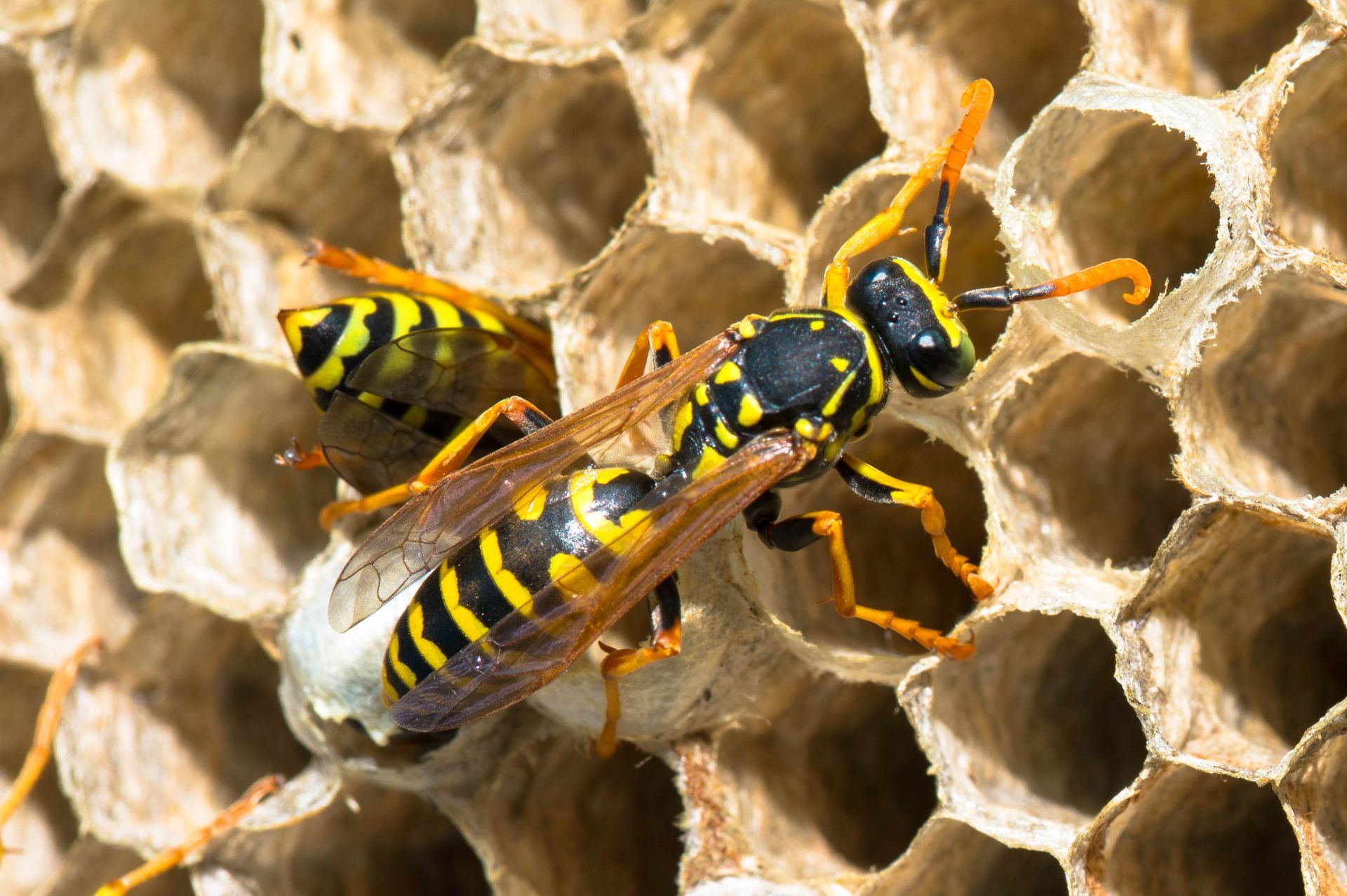 Wasp — Hornsby Heights, NSW — Sterling Pest Control Pty Ltd