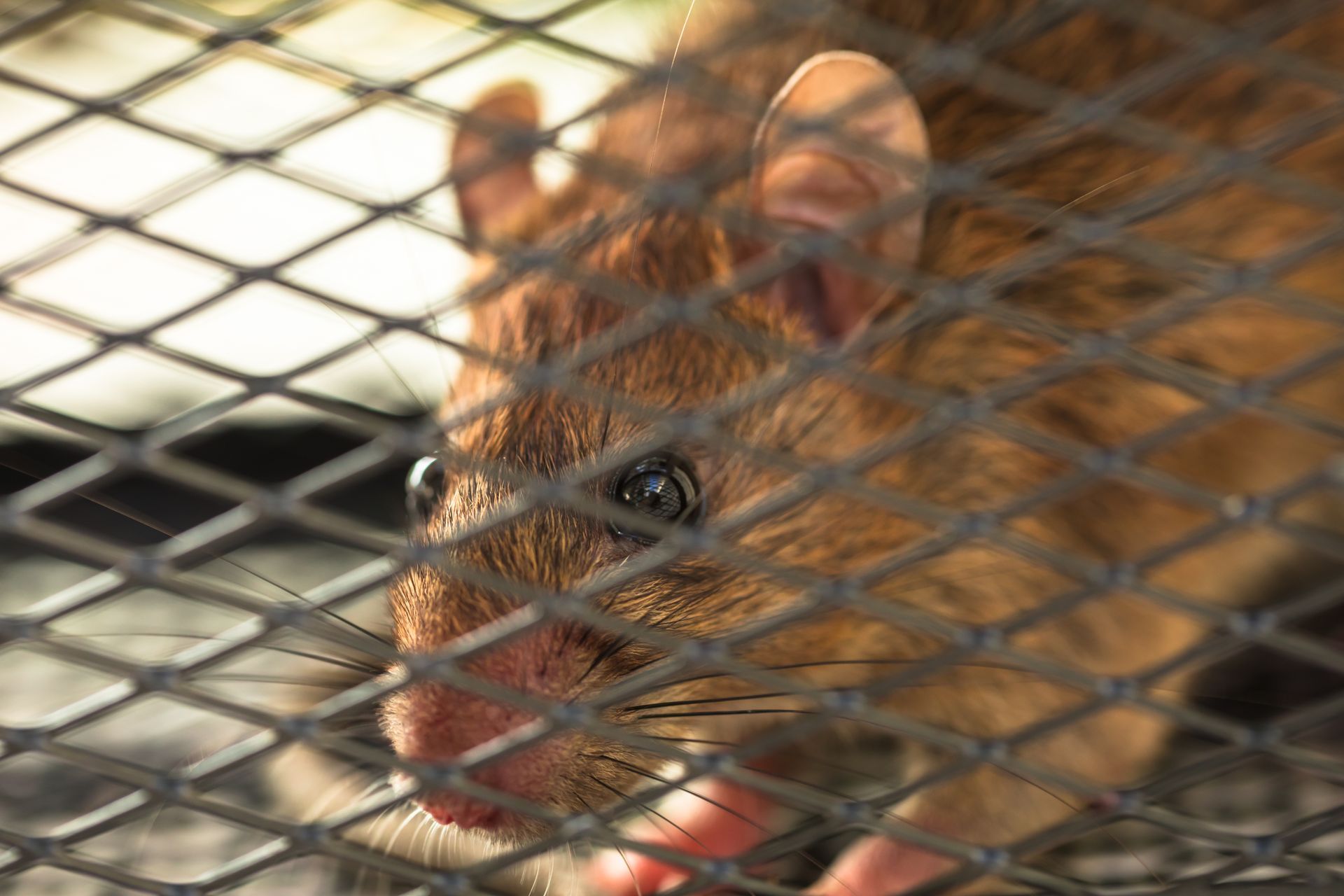 Rodent Treatment — Hornsby Heights, NSW — Sterling Pest Control Pty Ltd