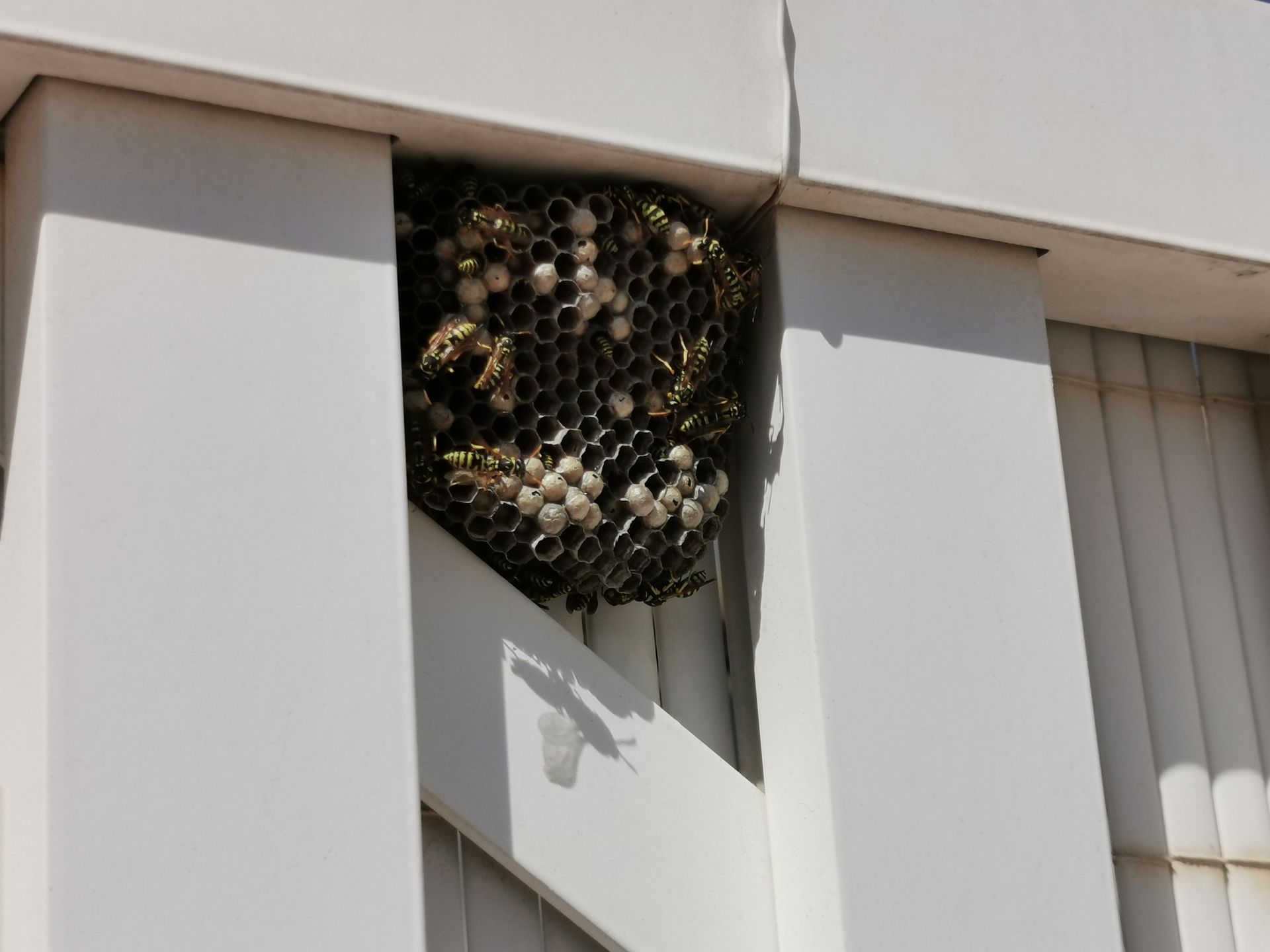 Wasp Nest — Hornsby Heights, NSW — Sterling Pest Control Pty Ltd