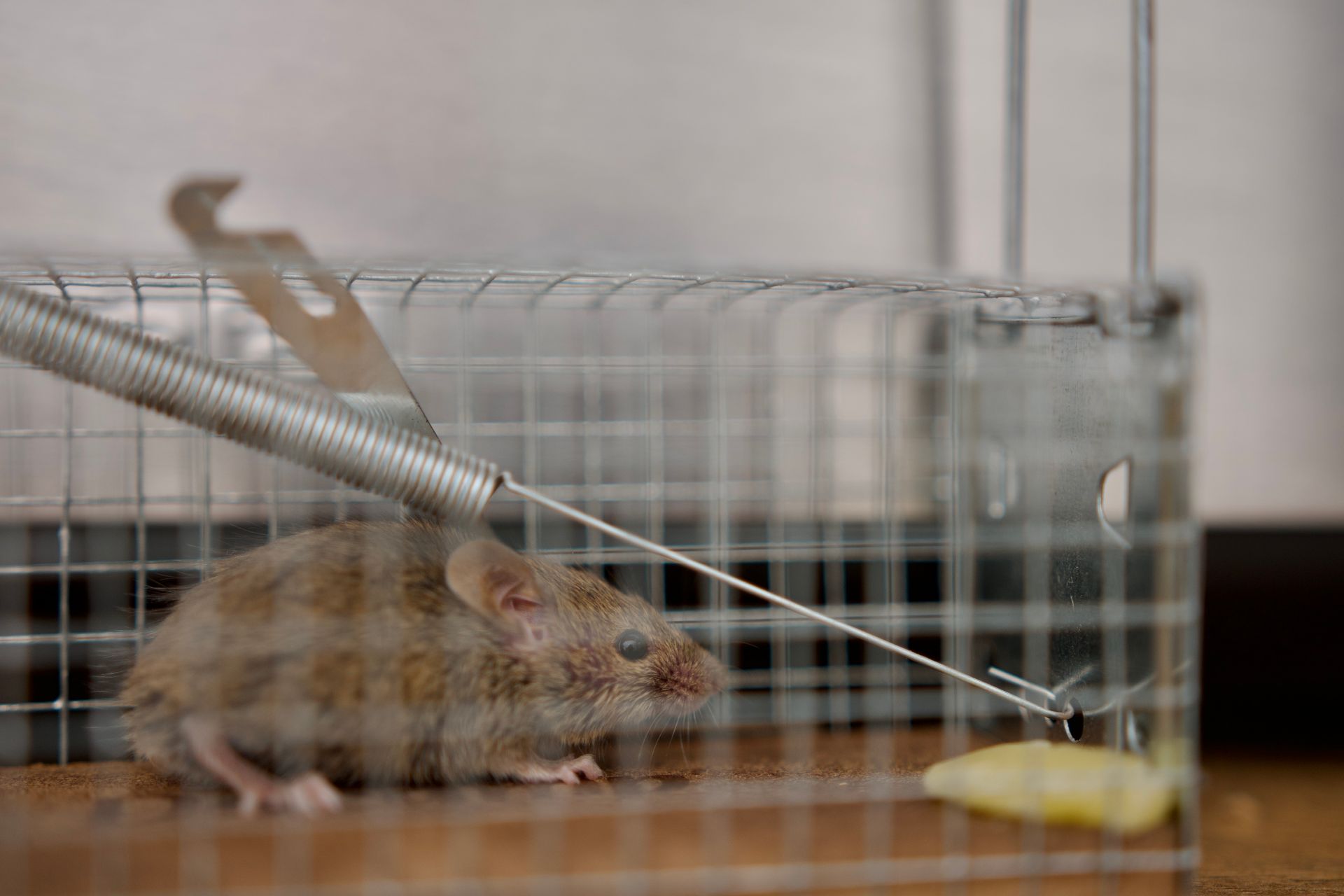 Rodent Removal Cage — Hornsby Heights, NSW — Sterling Pest Control Pty Ltd