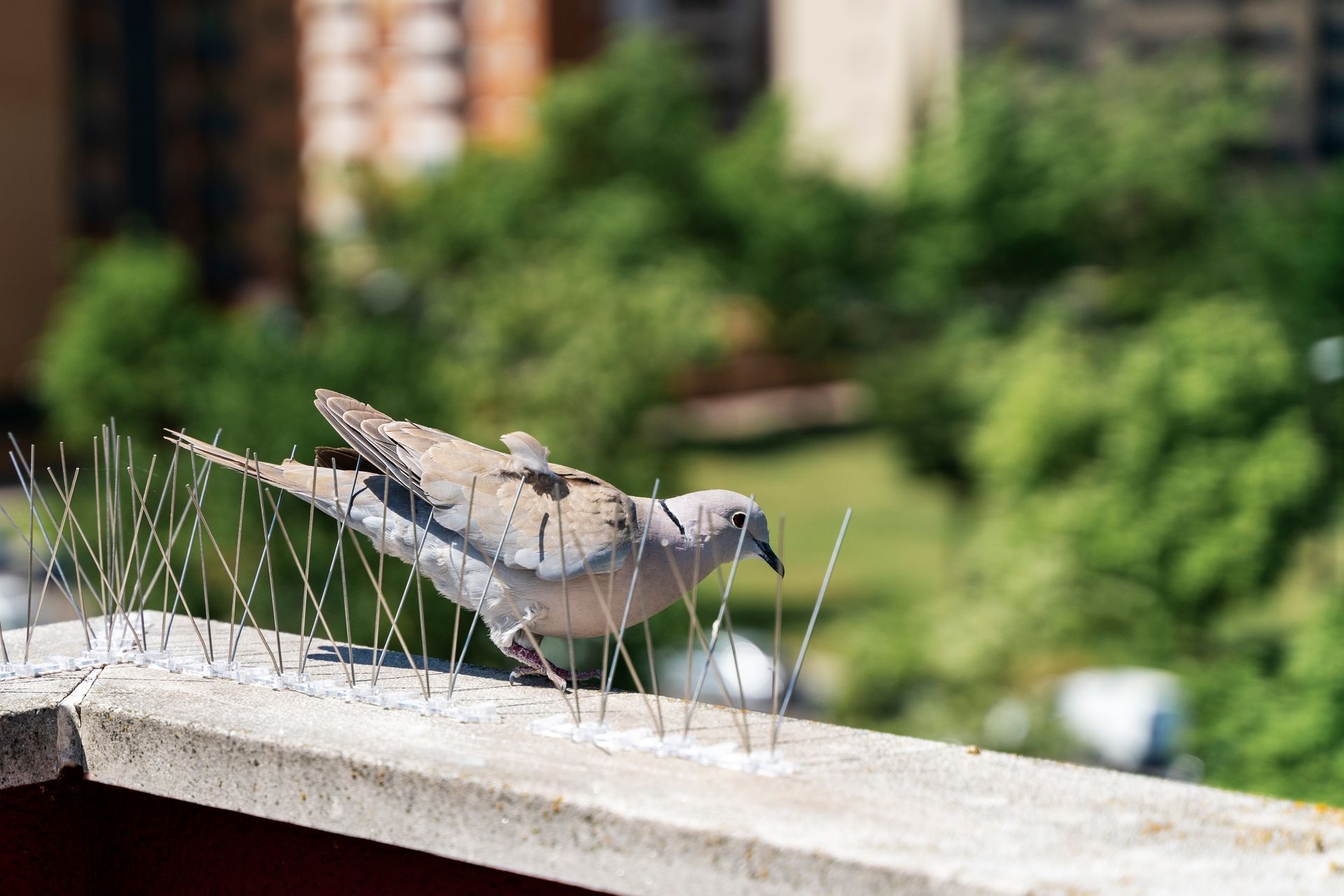 Bird Spiking — Hornsby Heights, NSW — Sterling Pest Control Pty Ltd