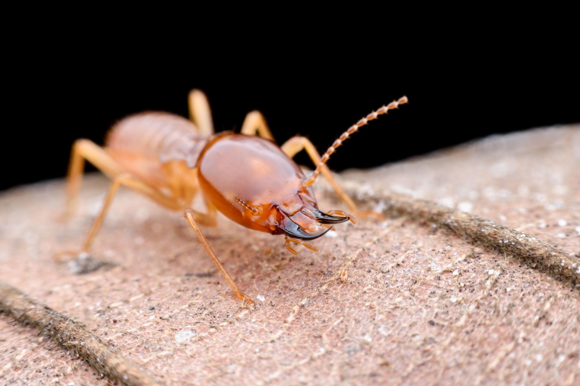 Termite — Hornsby Heights, NSW — Sterling Pest Control Pty Ltd