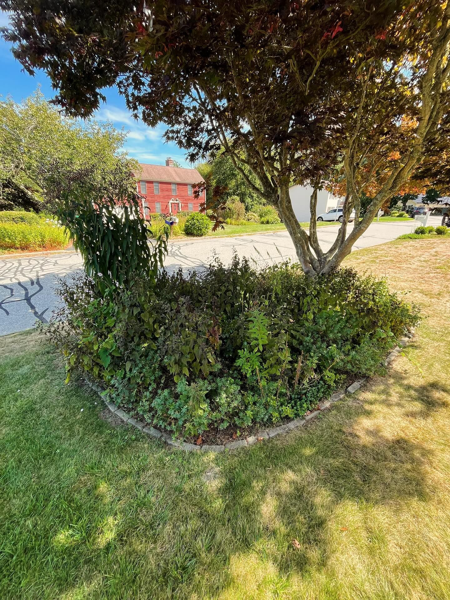 Garden bed with lush shrubs and a red-leaved tree, framed by a stone border on a grassy lawn.