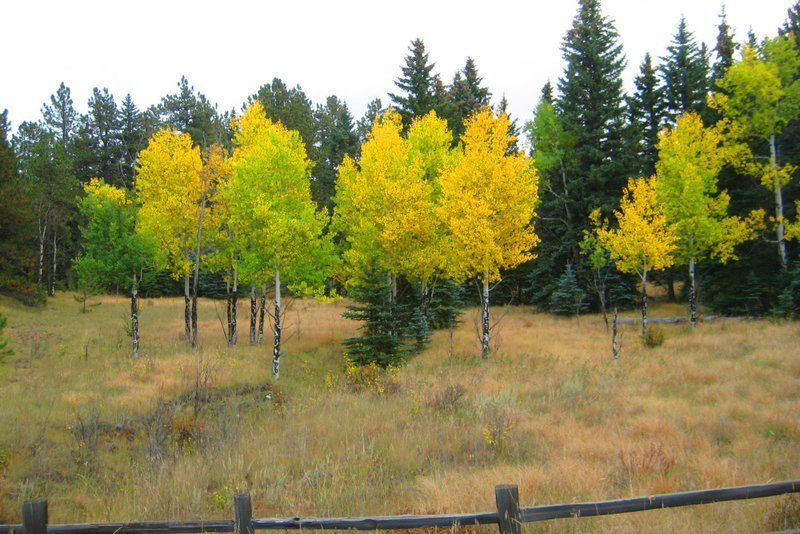 Yellow and green aspens in a field of dry grass, with evergreen trees in the background.