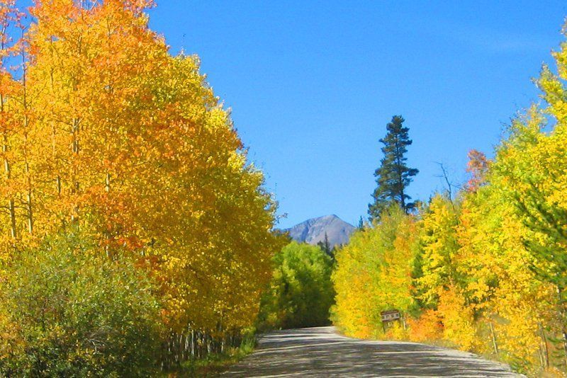 Yellow aspen trees line a road, leading towards a mountain under a blue sky.