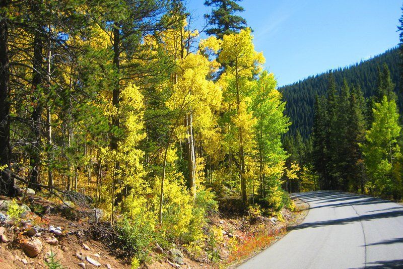 Paved road winds through forest; golden aspen leaves contrast with green pines on a sunny day.