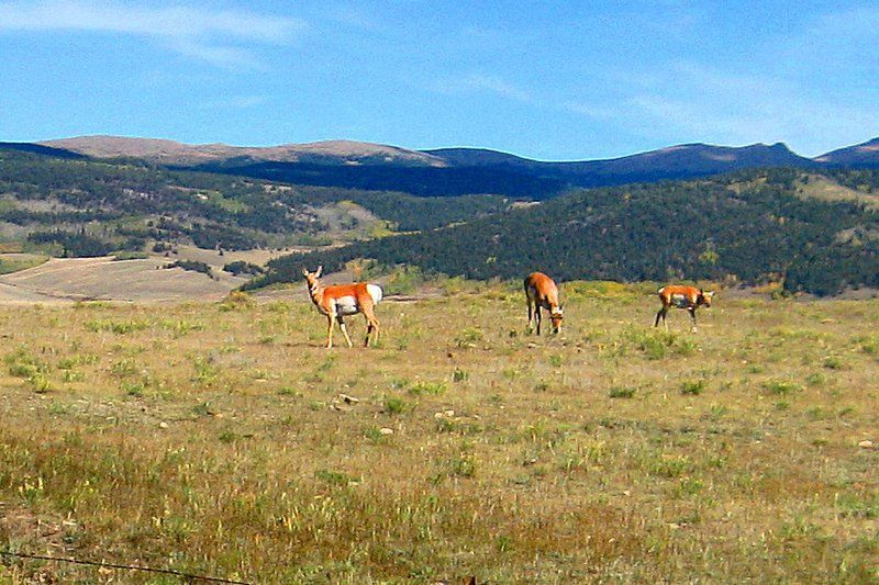 Three pronghorn deer grazing in a grassy field with mountains and blue sky in the background.