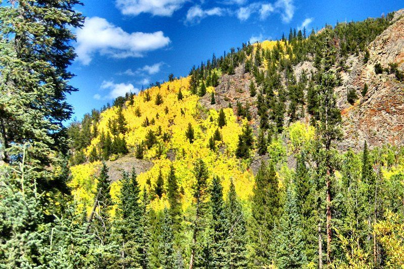 Yellow aspen trees dot mountainside among evergreens under blue sky.