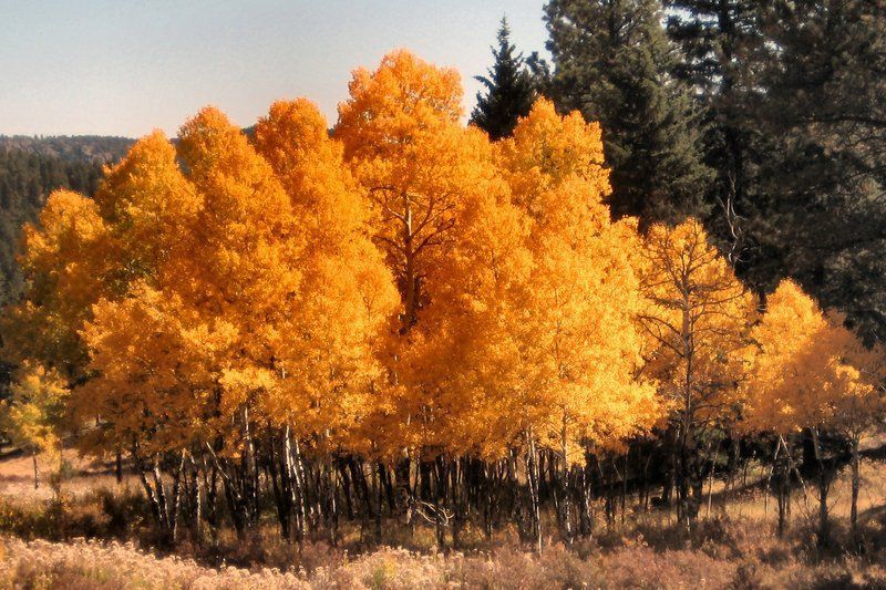 Clump of aspen trees in fall colors, with golden-yellow leaves, standing in a meadow with evergreen trees in the background.