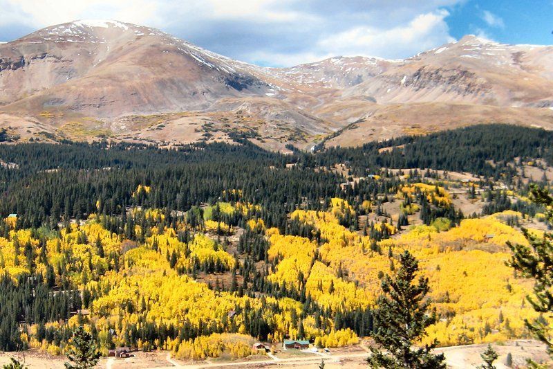 Yellow aspen trees and dark evergreens in a mountain valley, with snow-capped peaks in the background.