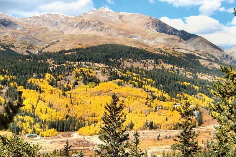 Golden aspen trees contrast with green evergreens on a mountainside, under a peak.