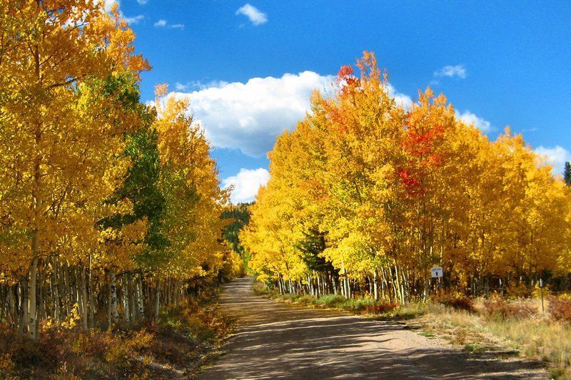 Dirt road lined with vibrant yellow aspen trees in autumn. Blue sky and clouds.