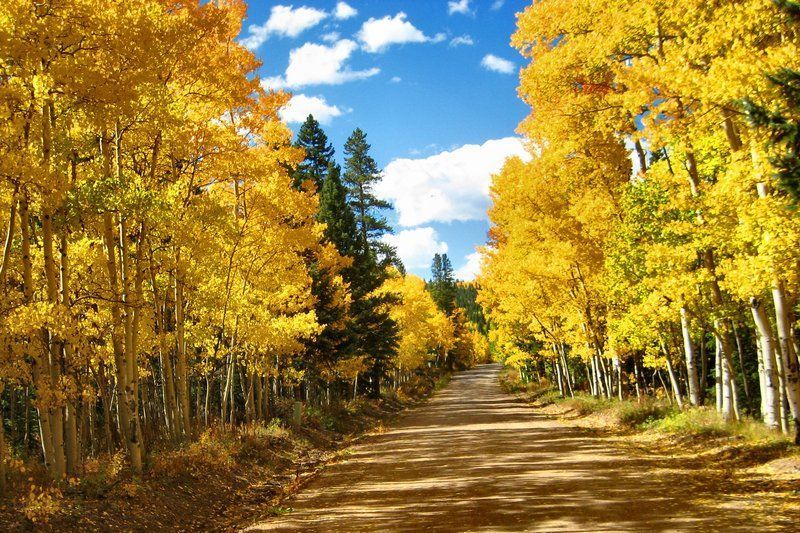 Road lined with yellow aspen trees under a blue sky with fluffy white clouds in autumn.