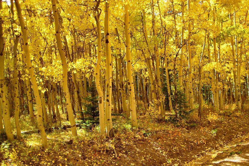 Aspen trees with yellow leaves in a forest during autumn.
