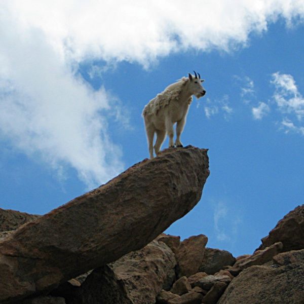 Mountain goat stands on a rock ledge, blue sky with clouds.