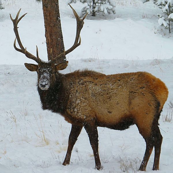 Elk with large antlers stands in a snowy field next to a tree. Brown fur, white snow, winter scene.