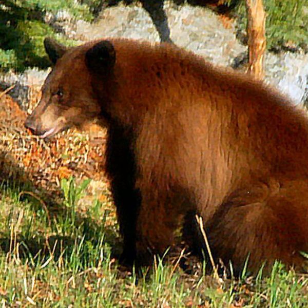 Brown bear in a grassy setting, looking left.