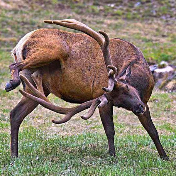 Elk scratching hindquarters with a hoof in a grassy field.