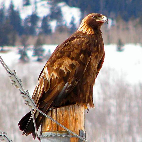 Golden eagle perched on a wooden post with snowy mountains in the background.