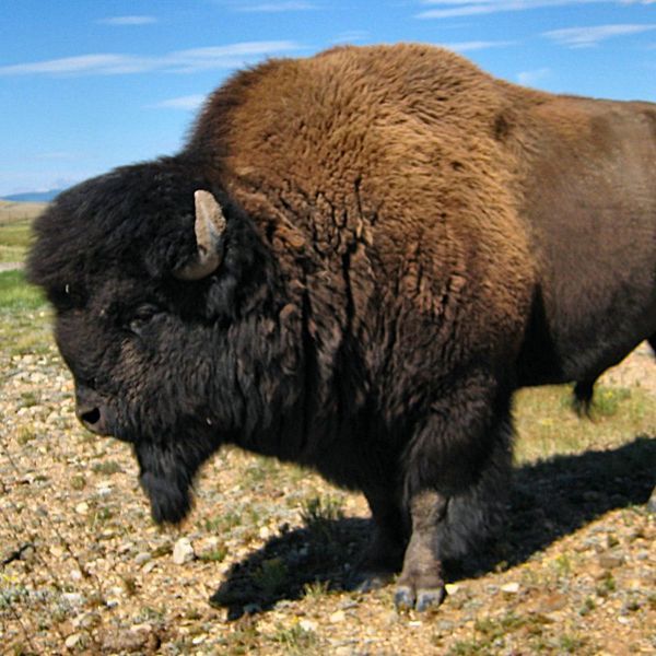 American bison with brown and black fur, standing in a field under a blue sky.