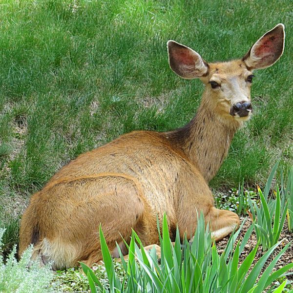 Brown deer resting on a grassy slope with upright ears and a light-colored face.