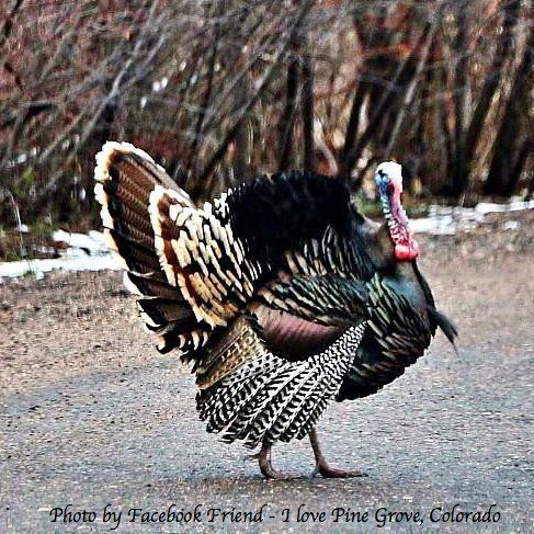 Wild turkey strutting on a road in Pine Grove, Colorado, with colorful iridescent feathers.