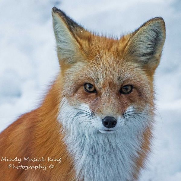 Red fox with orange fur and white chest in a snowy setting, looking directly at the viewer.