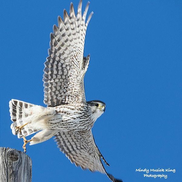 Hawk taking off from a wooden post, wings spread against a blue sky.
