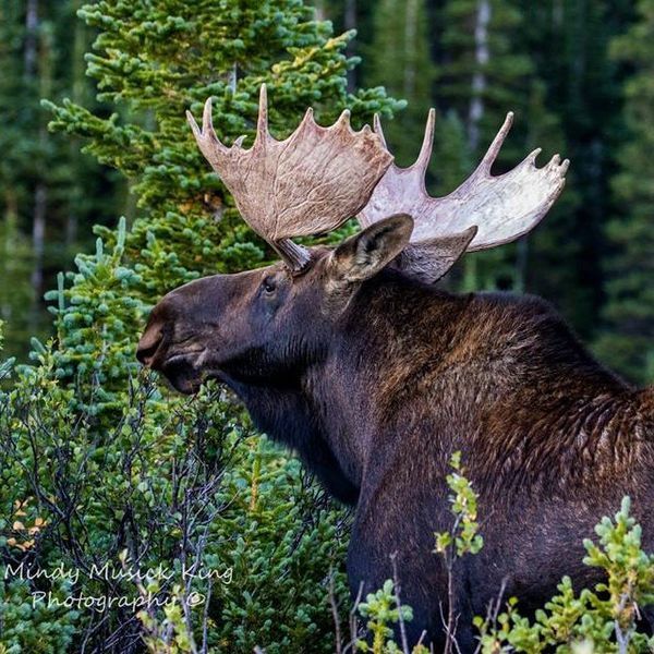A large moose with large antlers stands among green trees in a forest.