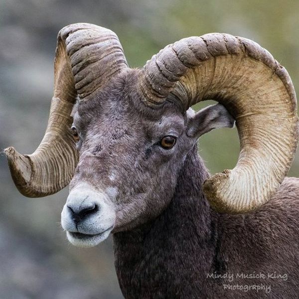 Bighorn sheep ram with large, curved horns, looking forward. Brown fur, gray background.