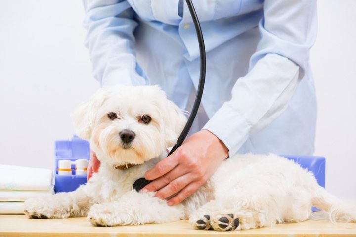 Controllo veterinario canino