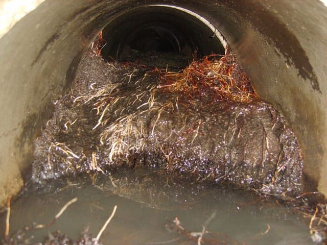 A close up of a drain with a lot of roots coming out of it.