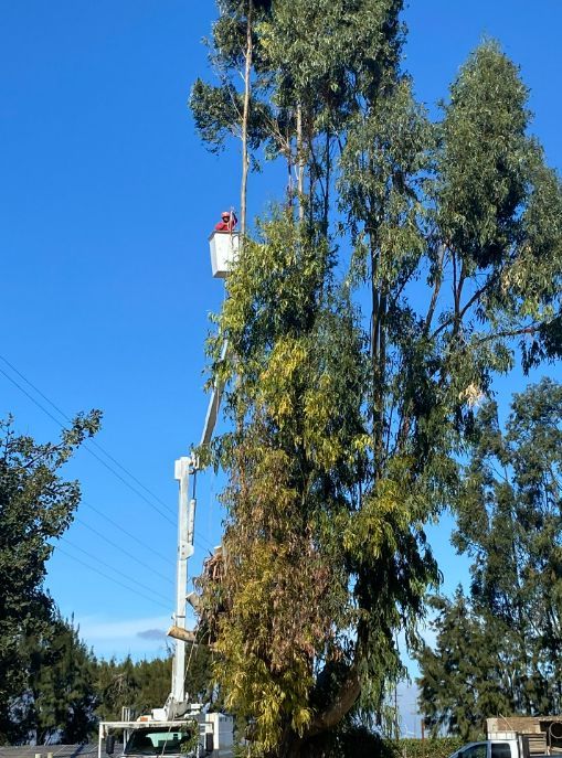 A tree service worker in a lift basket is trimming a tall tree under a clear blue sky.