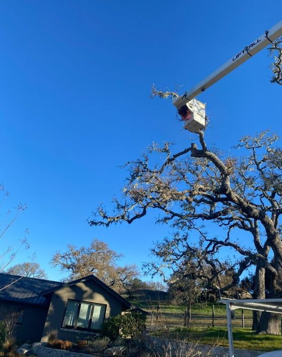 Tree trimming service in progress, bucket lift near oak tree with blue sky. Small house in background.
