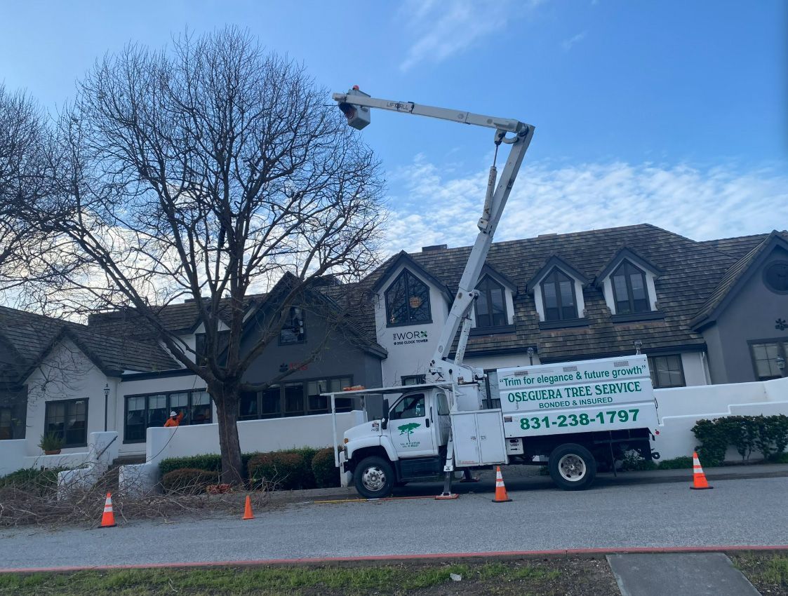 A tree service truck trimming a tree in front of a house.