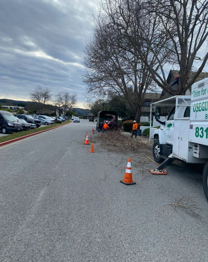 Roadside tree trimming by work crew. Debris and equipment along the street.