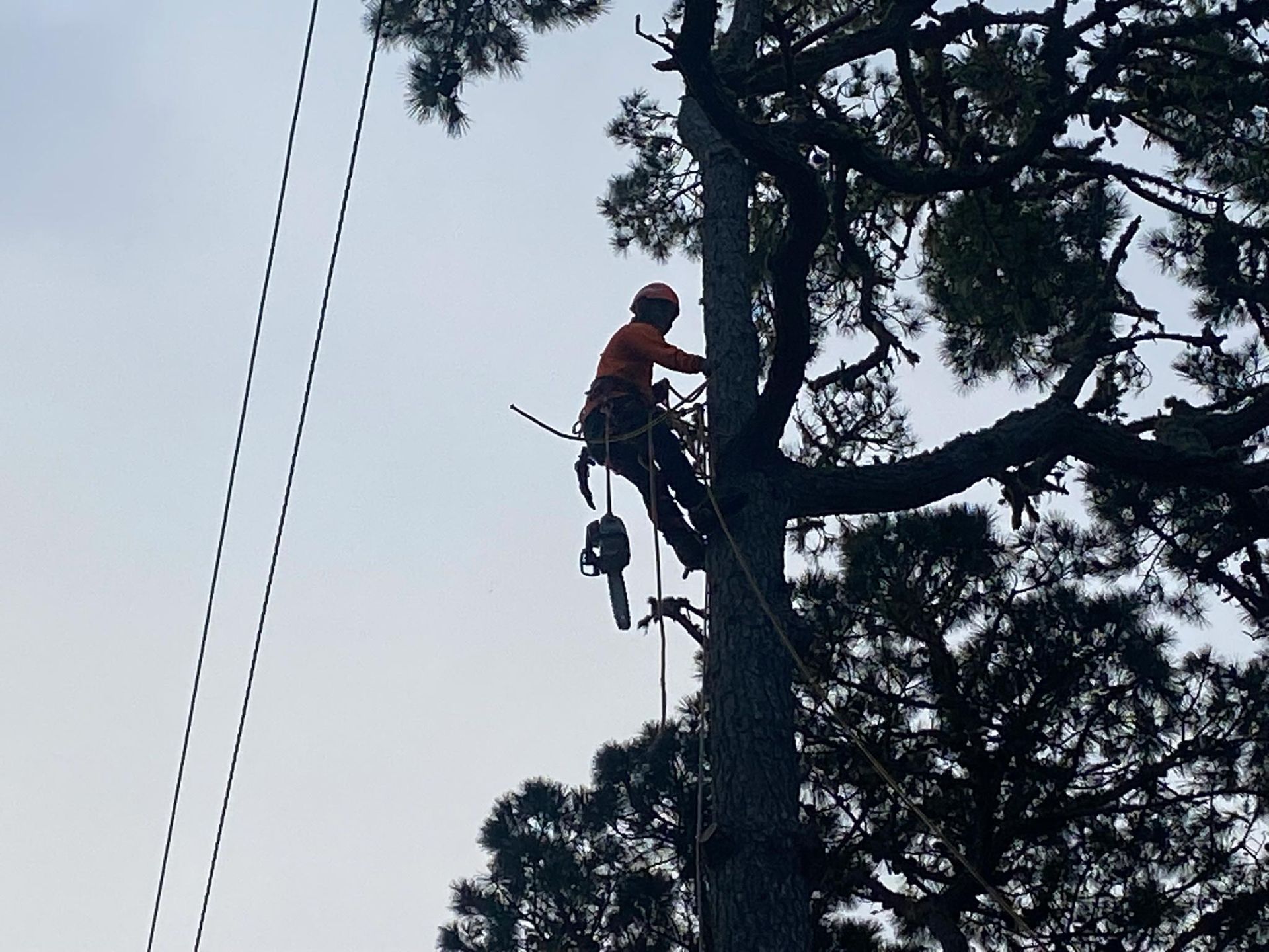 Arborist in safety gear uses a chainsaw to trim branches from a tall tree.