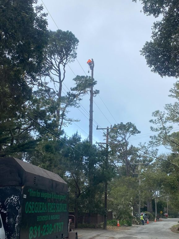 Arborist atop a tall tree, cutting branches. Green truck at the base, street setting, cloudy sky.