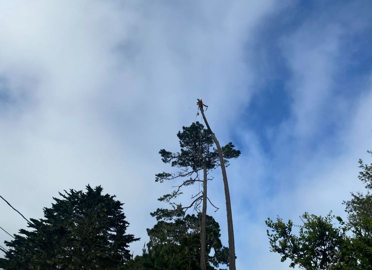 A person is high in a tree, cutting branches with a chainsaw, against a cloudy sky.