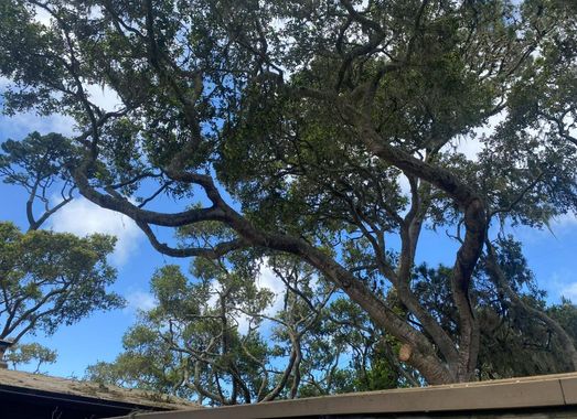 A large tree with spreading branches against a partly cloudy blue sky.
