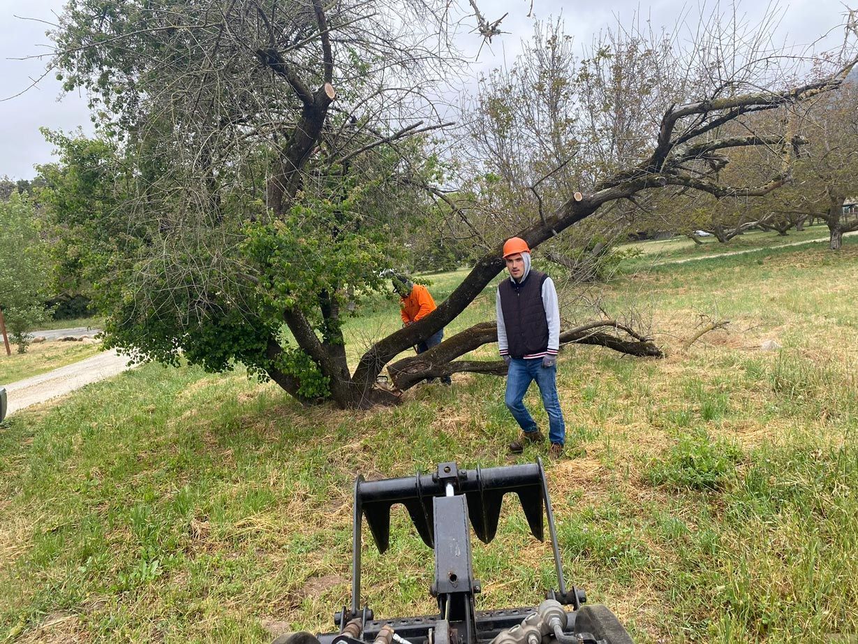 Two men prune a tree in a grassy field. One wears orange, the other blue jeans.