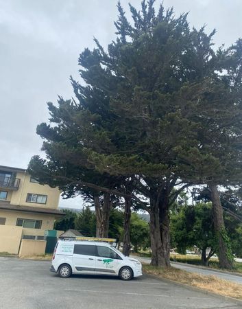 White van parked near large trees and a building on an overcast day.