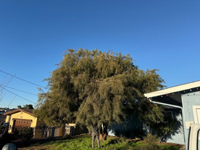 Large tree in front of blue house, yellow house in background, clear blue sky.